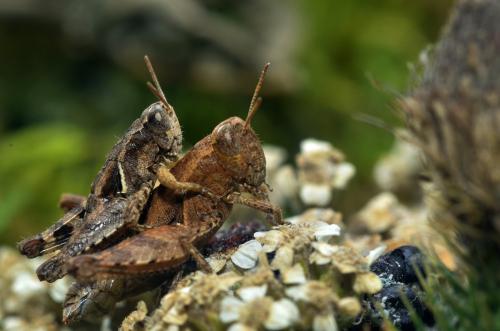 Pezotettix giornae